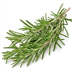 Fototapeta premium Rosemary, isolated on a white background, showcasing its vibrant green leaves and aromatic appeal.