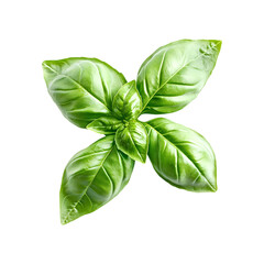 Fototapeta premium Fresh green basil leaves isolated transparent background culinary herb food ingredient spice