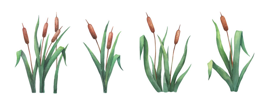 Watercolor reed plants, wetland cattail, lake grass, hand drawn isolated illustrations set