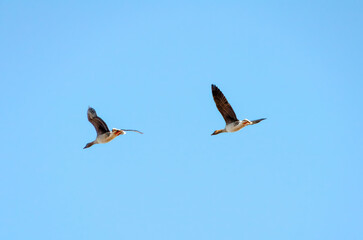 Two wild geese flying in clear blue sky. Dynamic movement, freedom, mid-flight, upward camera angle, open sky, vibrant natural scene, symbolizing migration, and wildlife exploration.