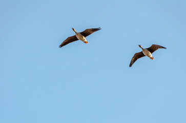 Two wild geese flying in clear blue sky. Dynamic movement, freedom, mid-flight, upward camera angle, open sky, vibrant natural scene, symbolizing migration, and wildlife exploration.