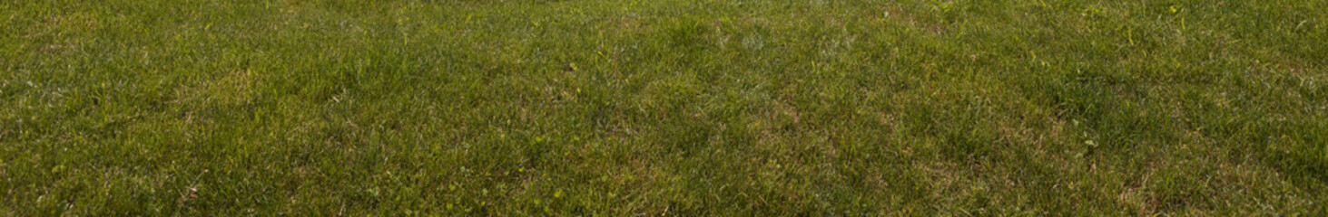 Lush Green Grass Lawn Background, Banner