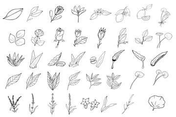 skincare botanical pen drawing