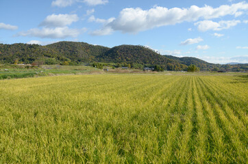 Obraz premium 嵯峨野 田園風景 京都市右京区嵯峨