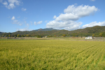 嵯峨野　田園風景　京都市右京区嵯峨