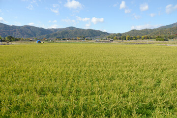 Obraz premium 嵯峨野 田園風景 京都市右京区嵯峨