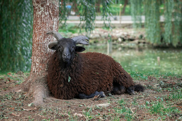 highland goat animal theme portrait country side park nature spring environment space with trees...