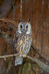owl forest bird animal rescue shelter center wooden cabin with nature decoration vertical photography