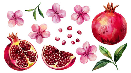 Red ripe pomegranate fruit and pomegranate cut, pomegranate flower branch and leaves, watercolor pomegranate illustration, botanical illustration