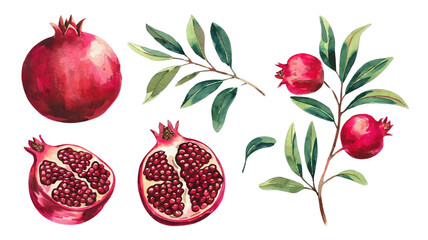 Red ripe pomegranate fruit and pomegranate cut, pomegranate flower branch and leaves, watercolor pomegranate illustration, botanical illustration