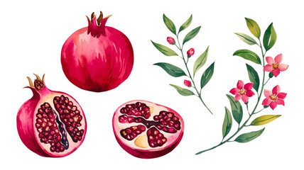 Red ripe pomegranate fruit and pomegranate cut, pomegranate flower branch and leaves, watercolor pomegranate illustration, botanical illustration