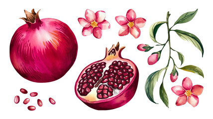 Red ripe pomegranate fruit and pomegranate cut, pomegranate flower branch and leaves, watercolor pomegranate illustration, botanical illustration