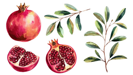 Red ripe pomegranate fruit and pomegranate cut, pomegranate flower branch and leaves, watercolor pomegranate illustration, botanical illustration