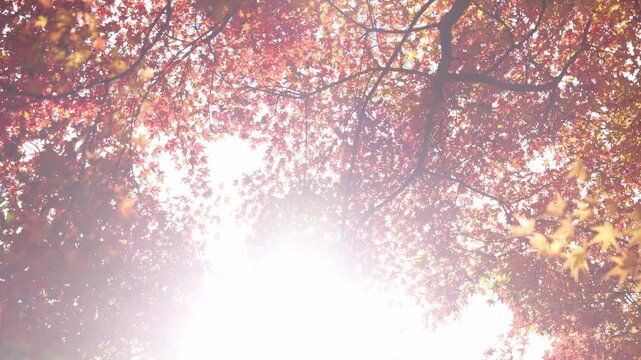 Sky full of maple leaves, sunshine, Japanese autumn