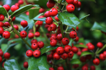 Close-up of shiny red berries on Holly branches. lex cornuta bush