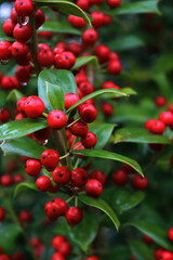 Close-up of shiny red berries on Holly branches. lex cornuta bush