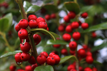 Close-up of shiny red berries on Holly branches. lex cornuta bush