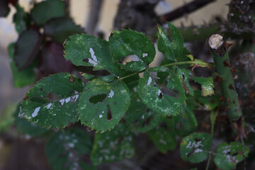 Gray dry spots on Rose bush leaves in the flowerbed on selective focus . Diseased rose shrub