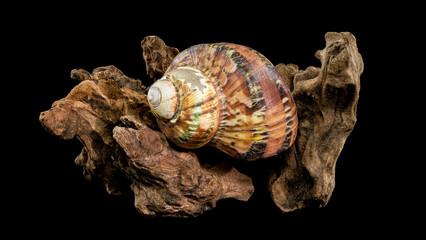 Turbo petholatus sea shell on Driftwood