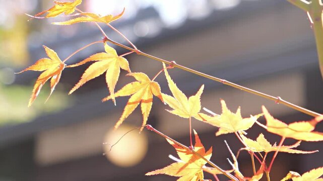 Sky full of maple leaves, sunshine, Japanese autumn