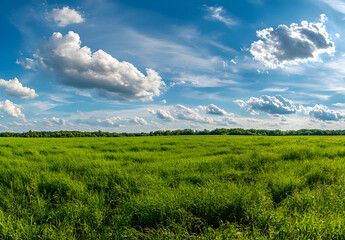 Fototapeta premium Beautiful green grass meadow landscape with a blue sky and white clouds.