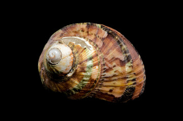 Close-Up of Turbo petholatus Shell on Black background