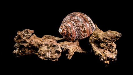 Turbo petholatus sea shell on Driftwood
