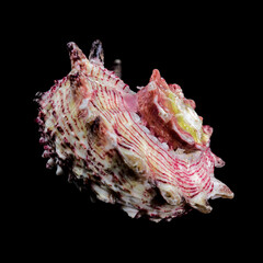 Elegant Strawberry Conch on Black Background