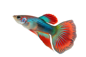 Fototapeta premium Fancy Guppy fish isolated on white background (Poecilia reticulata)