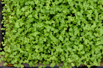 Hydroponic vegetables grown in greenhouses, sustainable agriculture and food for local businesses