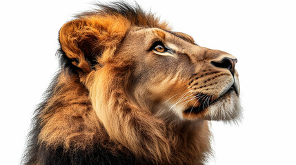Obraz premium Majestic Lion Gazing Upward, Wild Beauty, African Pride