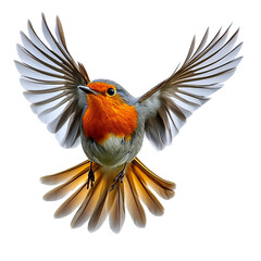 Robin bird in flight with spread wings, isolated on transparent background