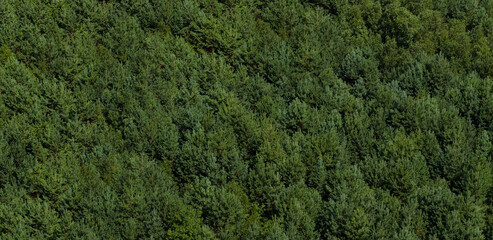 Dense Green Forest Background, Banner