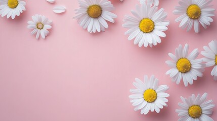 Obraz premium Minimalist flat lay of white daisy chamomile flowers on pale pink background with copy space—creative summer and spring lifestyle concept