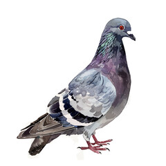 A watercolor of a Pigeon, isolated on a white background. Pigeon vector.