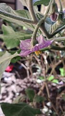 Purple Eggplant Flower Bloom on Green Leaves Background