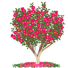 Obraz premium 山茶花