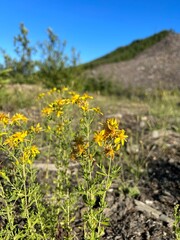 Obraz premium yellow flowers in the field