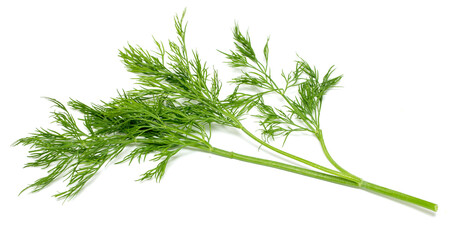 A green herb with a long stem