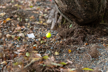 渇水で露わになった、木に引っかかって捨てられた釣り道具の一部