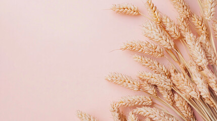 Golden wheat stalks arranged elegantly on pastel pink background for harvest celebration
