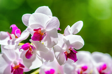 Fototapeta premium Branch of a white orchid on a green natural background 
