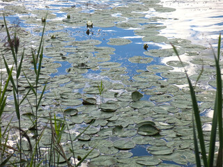 water of the lake near the shore with water lilies, duckweed, grass and forest debris