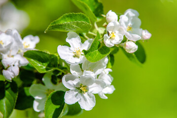 appletree blossom branch in the garden in spring
