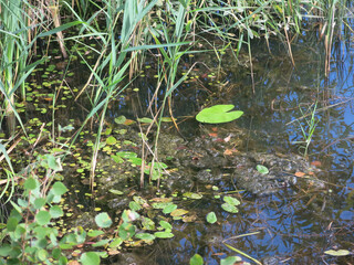 water of the lake near the shore with water lilies, duckweed, grass and forest debris