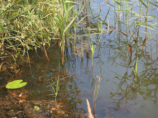 water of the lake near the shore with water lilies, duckweed, grass and forest debris