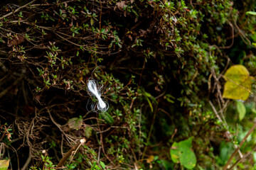 釣り糸を切ってしまった釣り人が釣り糸をまとめた後に持って帰るのが嫌で植え込みに引っ掛けて捨てた釣り糸