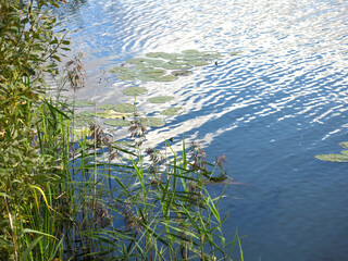 water of the lake near the shore with water lilies, duckweed, grass and forest debris