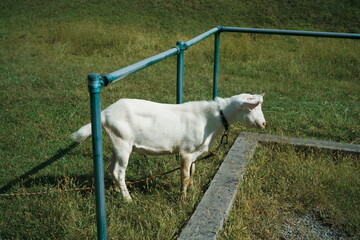 緑の公園にいるやぎ