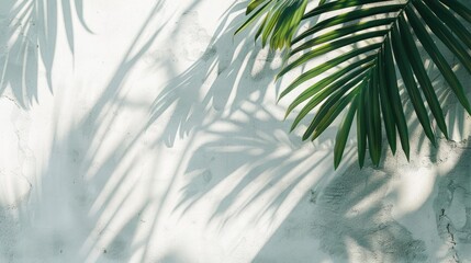 Minimal abstract composition: Palm leaf shadow on white background with concrete wall.